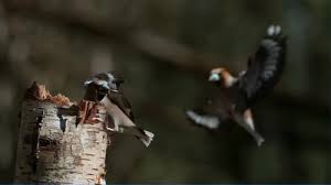 Attēlu rezultāti vaicājumam “Coccothraustes coccothraustes adult”