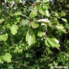 Attēlu rezultāti vaicājumam “Crataegus x macrocarpa”