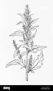Attēlu rezultāti vaicājumam “Chenopodium rubrum”