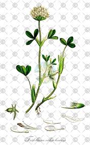 Attēlu rezultāti vaicājumam “Trifolium montanum fruit”