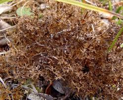 Attēlu rezultāti vaicājumam “Cetraria ericetorum”