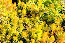 Attēlu rezultāti vaicājumam “Sedum rupestre”