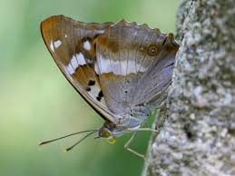 Attēlu rezultāti vaicājumam “Apatura ilia male”