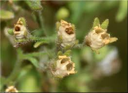 Attēlu rezultāti vaicājumam “Microrrhinum minus”