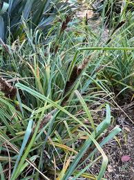 Attēlu rezultāti vaicājumam “Carex acutiformis flower”