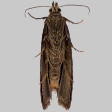 Attēlu rezultāti vaicājumam “Celypha striana”