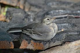 Attēlu rezultāti vaicājumam “Motacilla alba adult”
