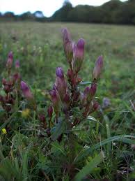 Attēlu rezultāti vaicājumam “Gentianella amarella”