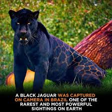 Image result for Brazilia 1980 Jaguar