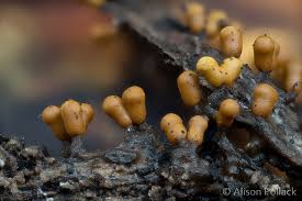 Attēlu rezultāti vaicājumam “Hemitrichia lutescens”