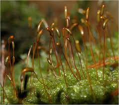 Attēlu rezultāti vaicājumam “Plagiomnium undulatum sporophyte”