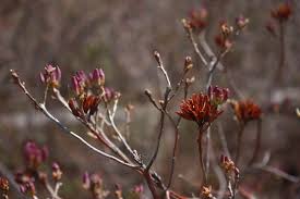Attēlu rezultāti vaicājumam “Rhododendron canadense flower”