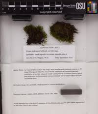 Attēlu rezultāti vaicājumam “Bryum pallescens sporophyte”