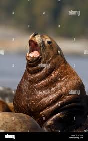 Image result for Eumetopias jubatus