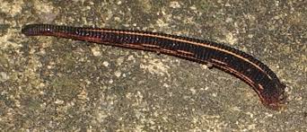 Attēlu rezultāti vaicājumam “Hirudinea”