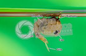 Attēlu rezultāti vaicājumam “Culex pipiens”