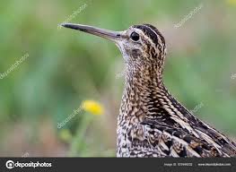 Image result for Gallinago media