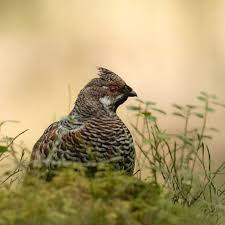 Attēlu rezultāti vaicājumam “Tetrastes bonasia”