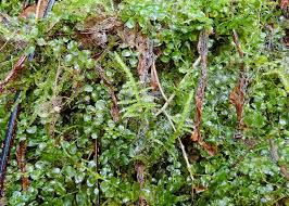 Attēlu rezultāti vaicājumam “Plagiomnium elatum”