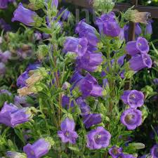 Image result for Marienglockenblumen