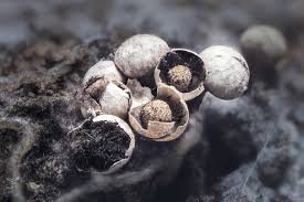 Attēlu rezultāti vaicājumam “Diderma testaceum macro”