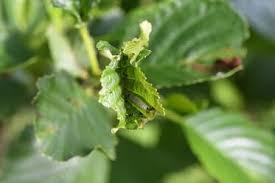 Attēlu rezultāti vaicājumam “Epinotia sordidana”