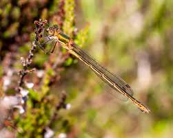 Attēlu rezultāti vaicājumam “Lestes sponsa”