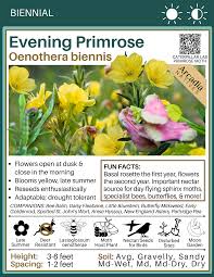 Image result for Oenothera biennis