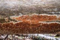 Attēlu rezultāti vaicājumam “Gloeoporus taxicola”