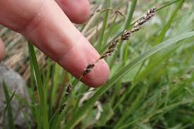 Attēlu rezultāti vaicājumam “Carex pseudocyperus female flower”