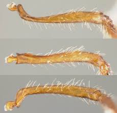 Attēlu rezultāti vaicājumam “Myrmica rubra”