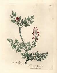 Image result for Fumaria officinalis