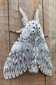 Attēlu rezultāti vaicājumam “Cerura vinula imago”