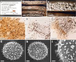 Attēlu rezultāti vaicājumam “Didymium aggregatum”