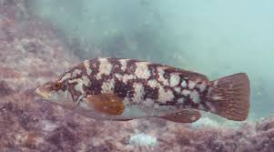 Image result for Labrus bergylta