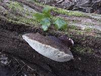 Attēlu rezultāti vaicājumam “Postia leucomallella”