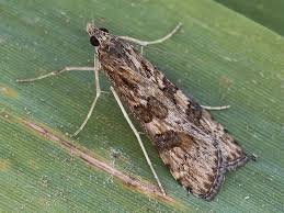 Attēlu rezultāti vaicājumam “Nomophila noctuella”