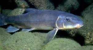 Image result for Cycleptus elongatus