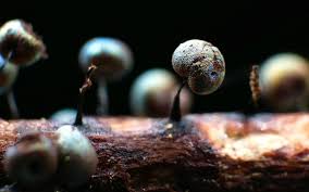 Attēlu rezultāti vaicājumam “Lamproderma elasticum”