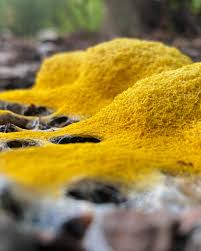 Attēlu rezultāti vaicājumam “Fuligo licentii spores”