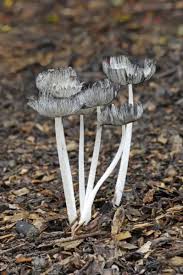 Attēlu rezultāti vaicājumam “Coprinus lagopus”