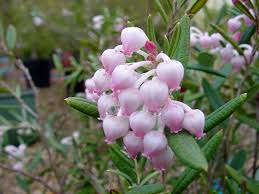 Attēlu rezultāti vaicājumam “Andromeda polifolia flower”