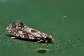 Attēlu rezultāti vaicājumam “Nemapogon cloacella”