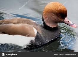 Image result for Netta rufina