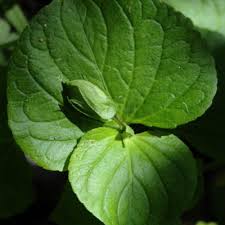 Attēlu rezultāti vaicājumam “Viola riviniana leaf”