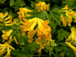 Attēlu rezultāti vaicājumam “Corydalis intermedia flower”