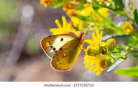 Attēlu rezultāti vaicājumam “Colias croceus underside”