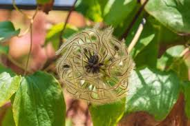 Attēlu rezultāti vaicājumam “Clematis fruit”
