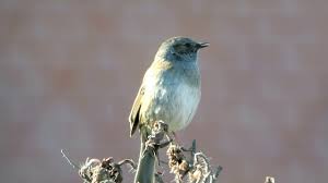 Attēlu rezultāti vaicājumam “Prunella modularis adult”