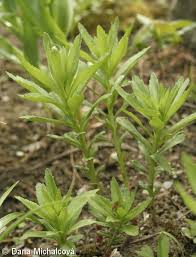 Attēlu rezultāti vaicājumam “Sedum aizoon fruit”
